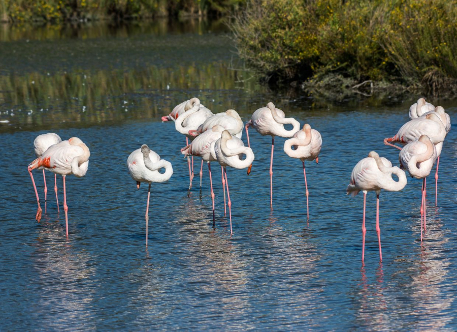 Flamants au repos