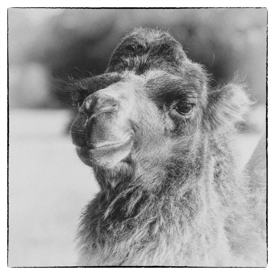 un chameau au centre équestre