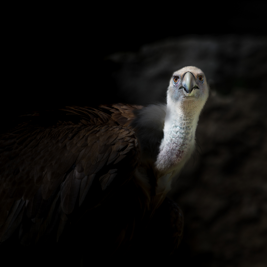 P_Contassot_Regards1