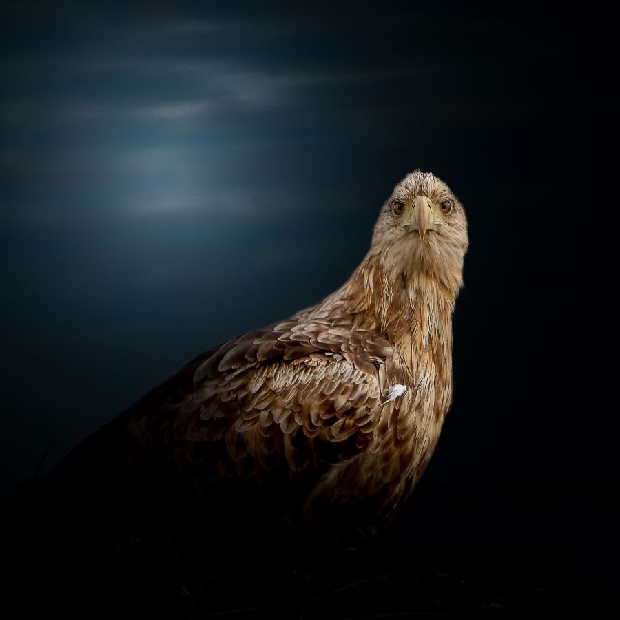 P_Contassot_Regards2