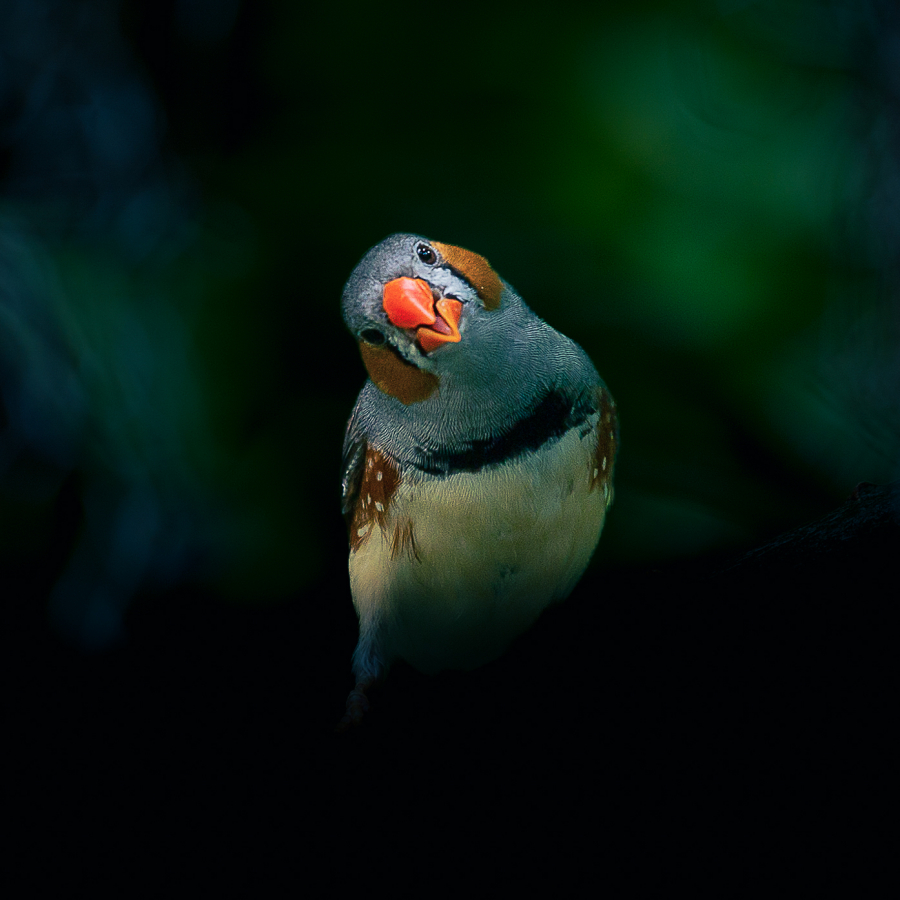 P_Contassot_Regards3