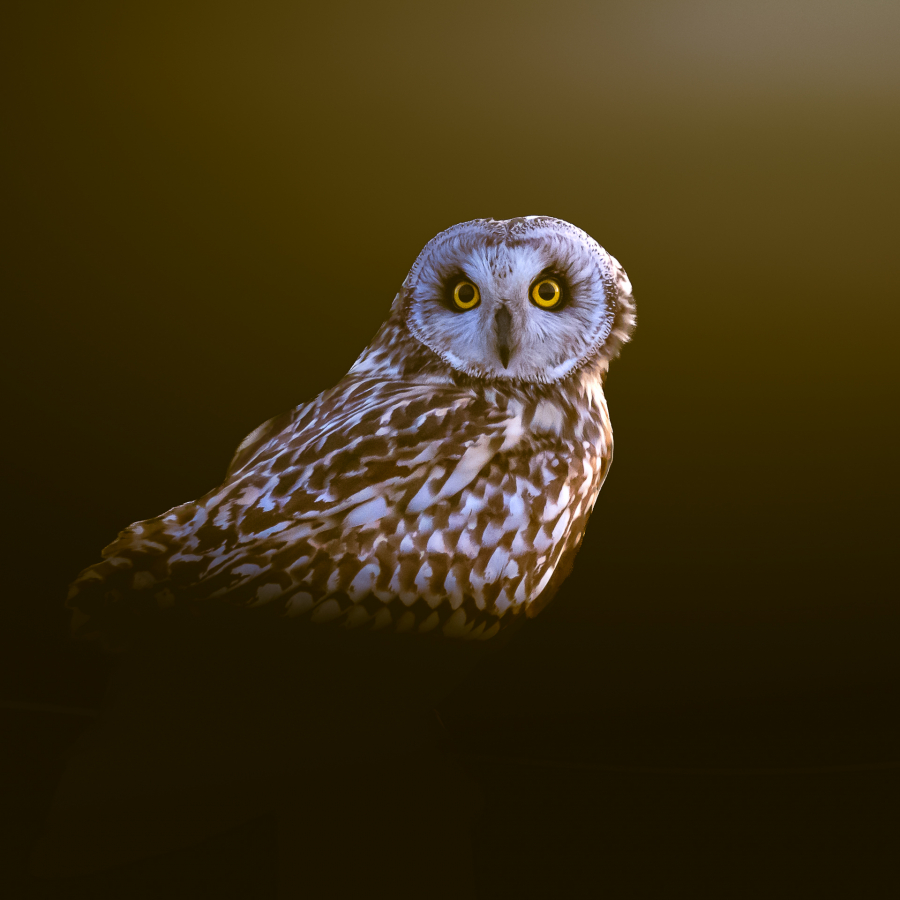 P_Contassot_Regards4