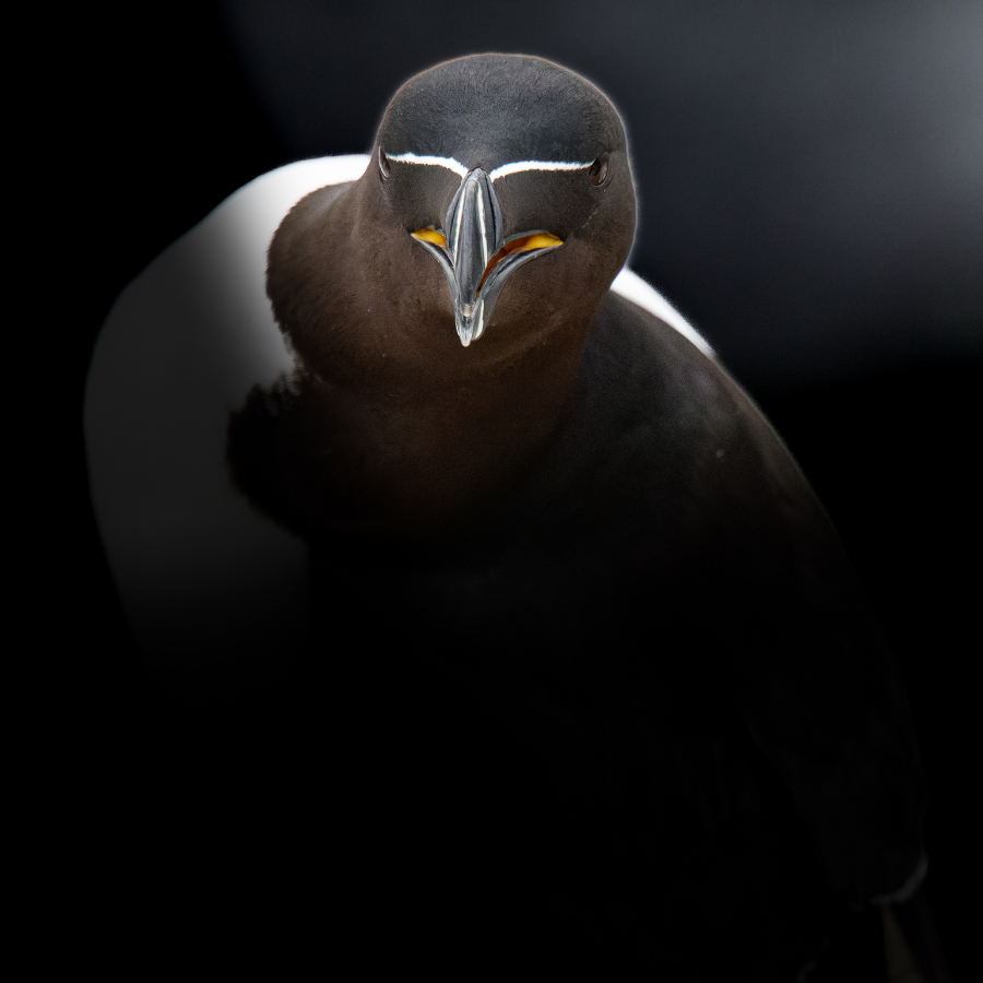 P_Contassot_Regards5