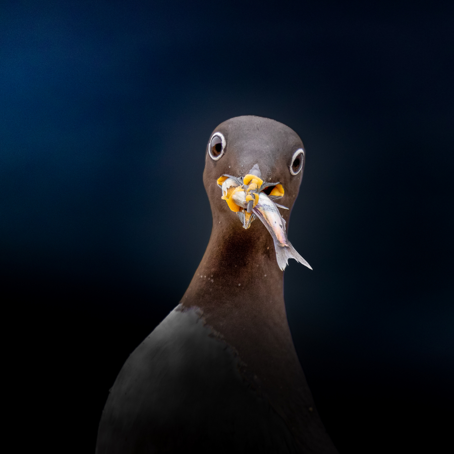 P_Contassot_Regards6