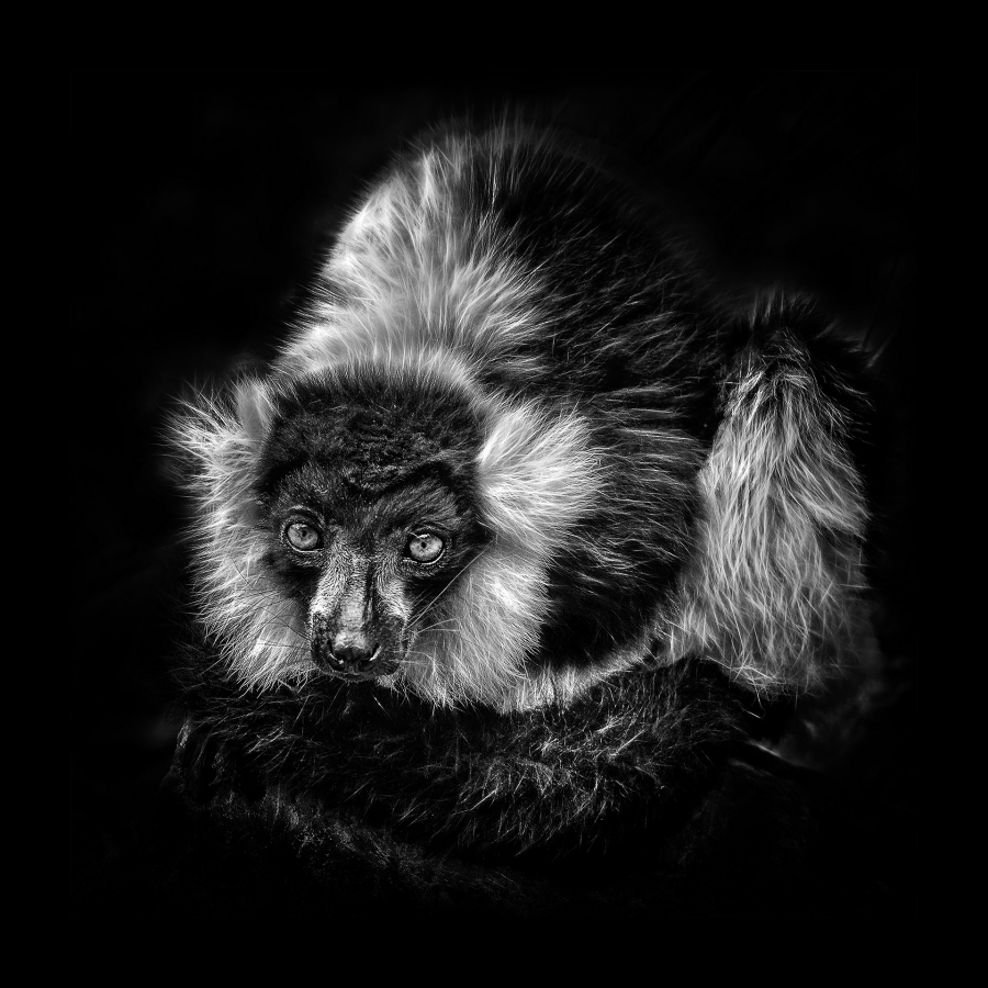 B_Lamboeuf_Bestiaire3