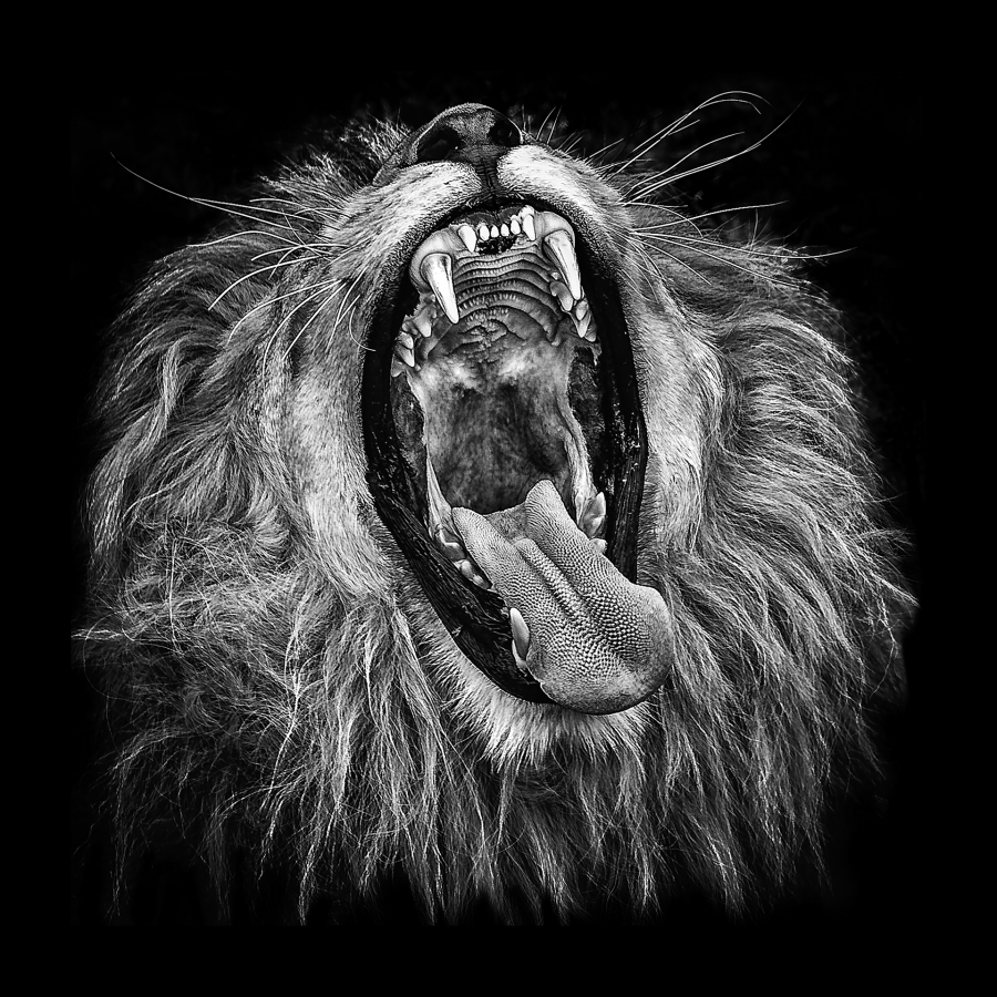 B_Lamboeuf_Bestiaire7