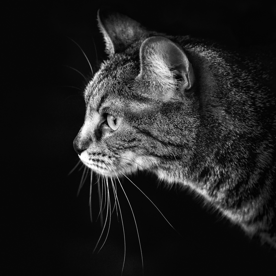 B_Lamboeuf_Bestiaire8