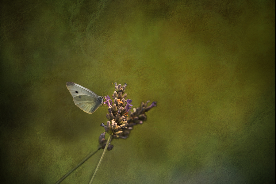 L_Milliet_Délicatesse1