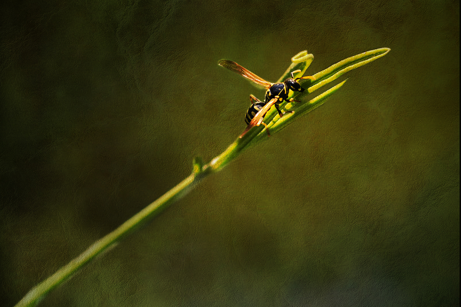 L_Milliet_Délicatesse2