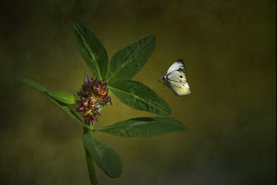 L_Milliet_Délicatesse3