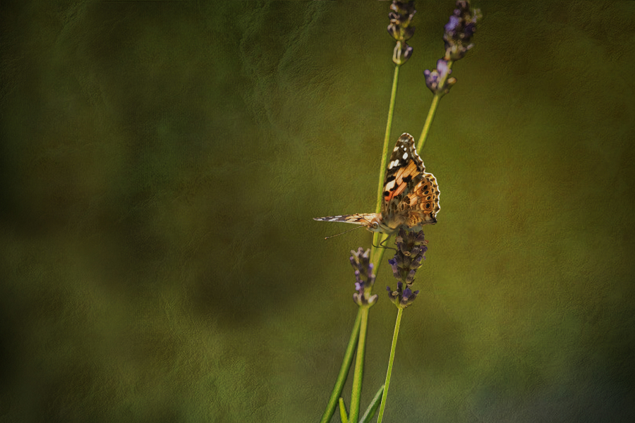 L_Milliet_Délicatesse5