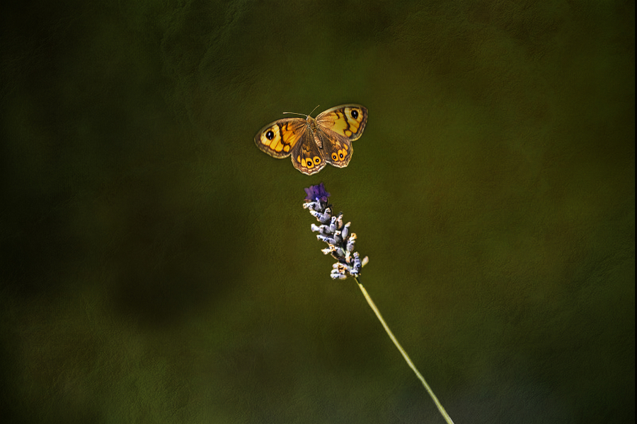 L_Milliet_Délicatesse6