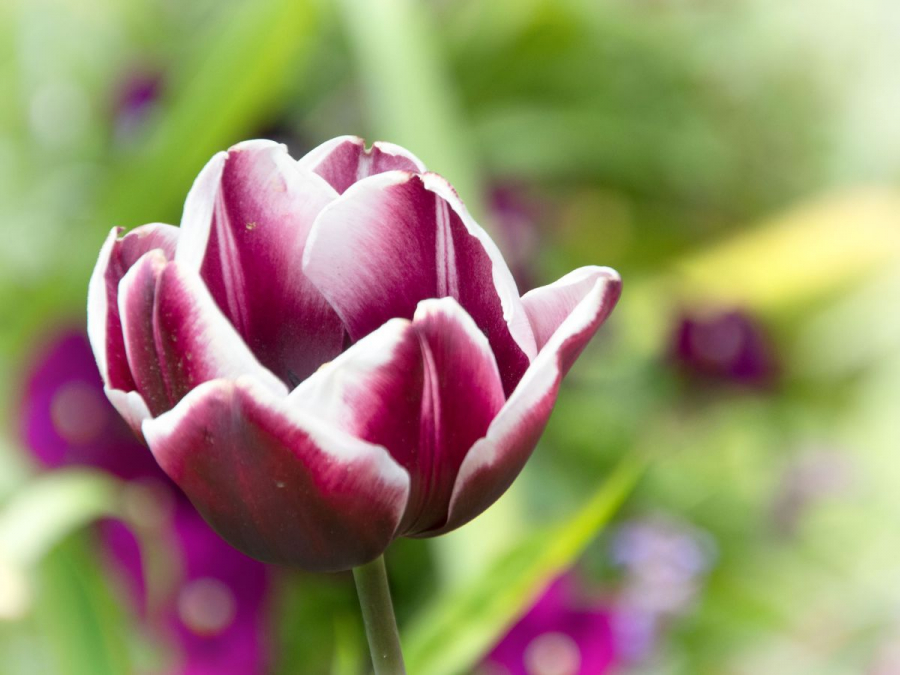 Une tulipe chez Monet