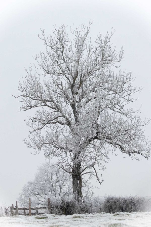 Arbre givré