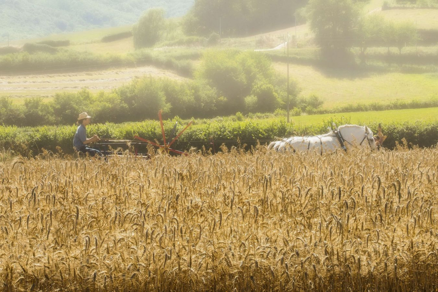 moisson à l'ancienne