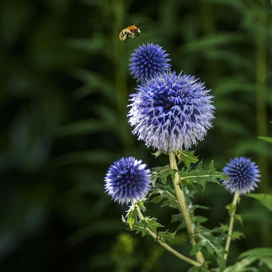 Rimons avec Chardon et bourdon