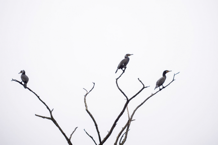Triplette de cormorans