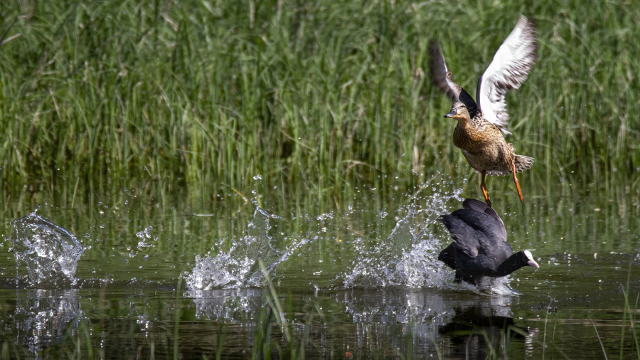 Bataille de territoire
