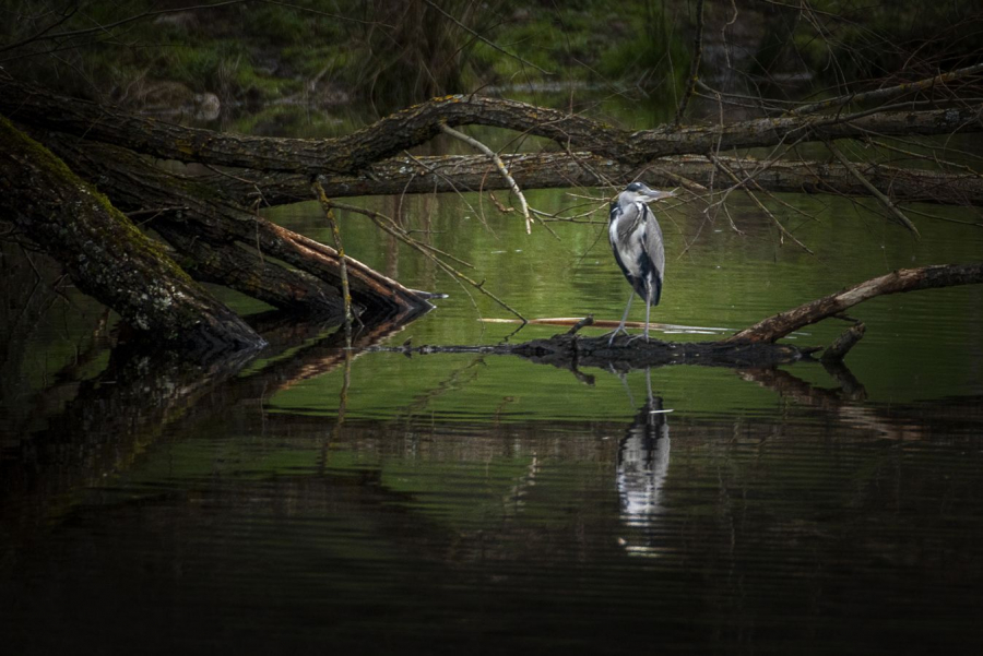 Comme dans les Bayous