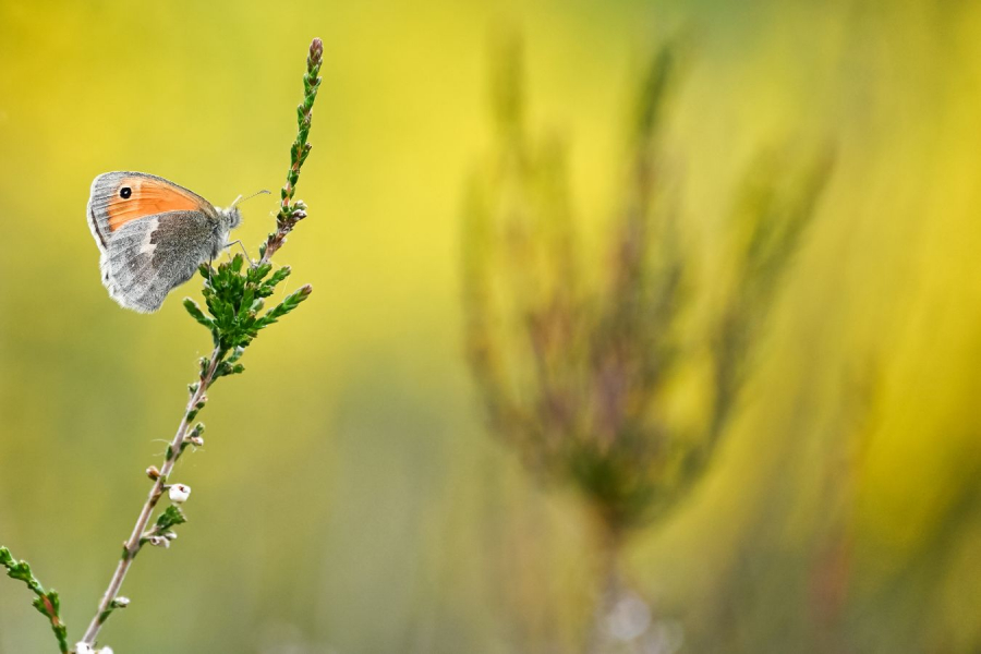 Douceur printanière