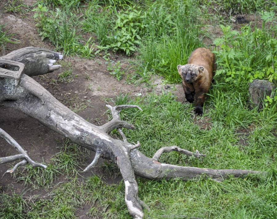 la martre et le dragon