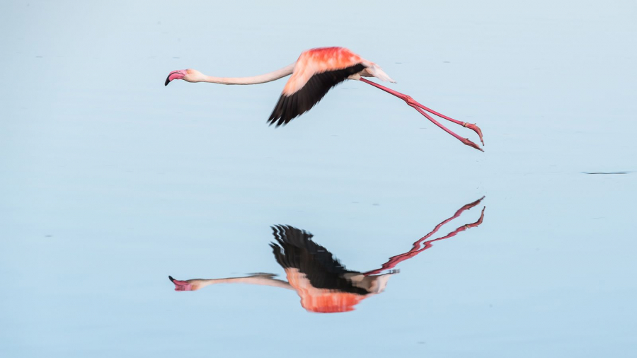 La vie en (flamand) rose