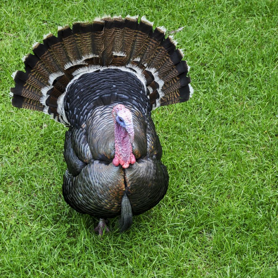 le dindon d'ailleurs