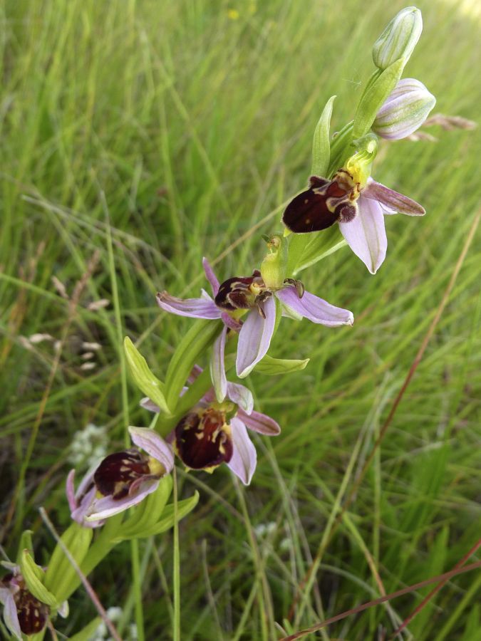 Ophrys abeille