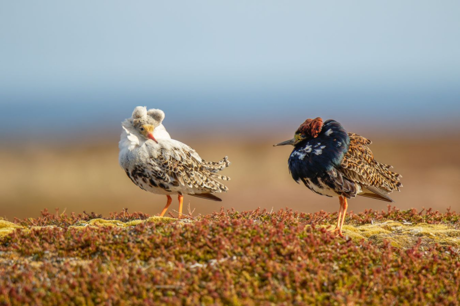 Préparation au combat
