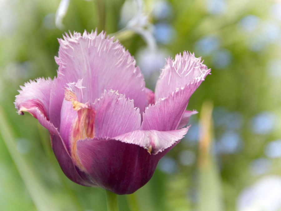 tulipe mauve