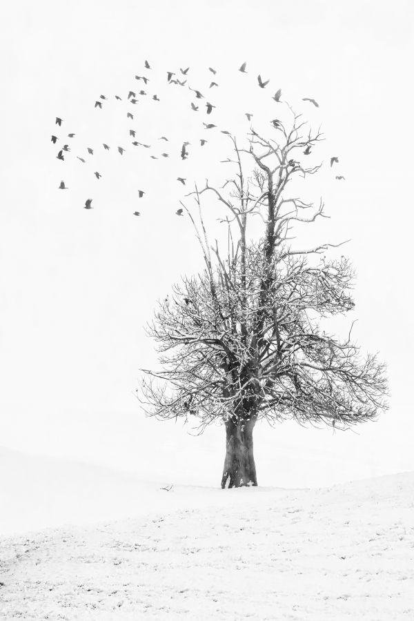 L'arbre à corbeaux