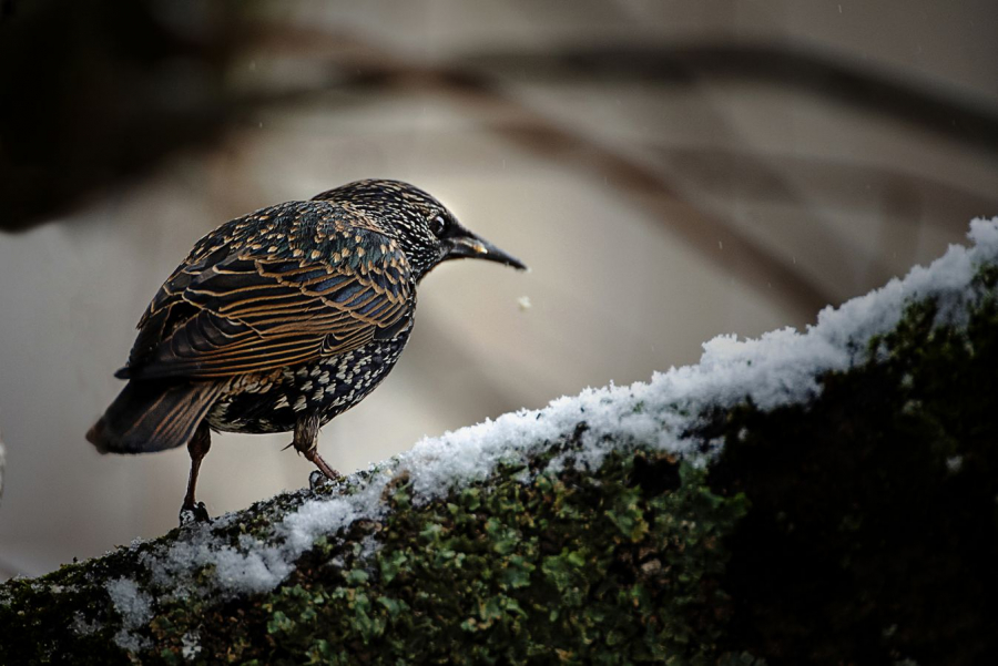L'étourneau dans la neige - Milliet L