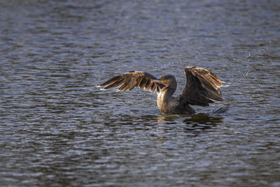 Lumière du soir -- Lamboeuf B