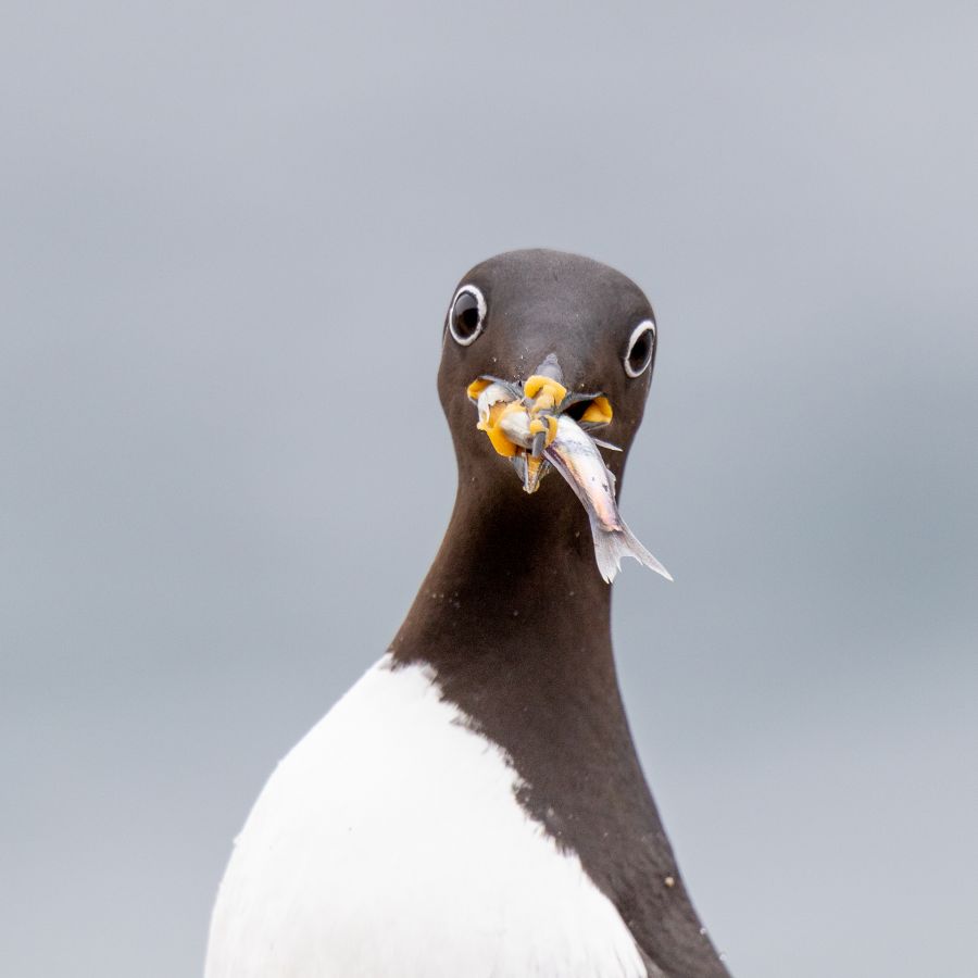 Bon appétit - Contassot Ph