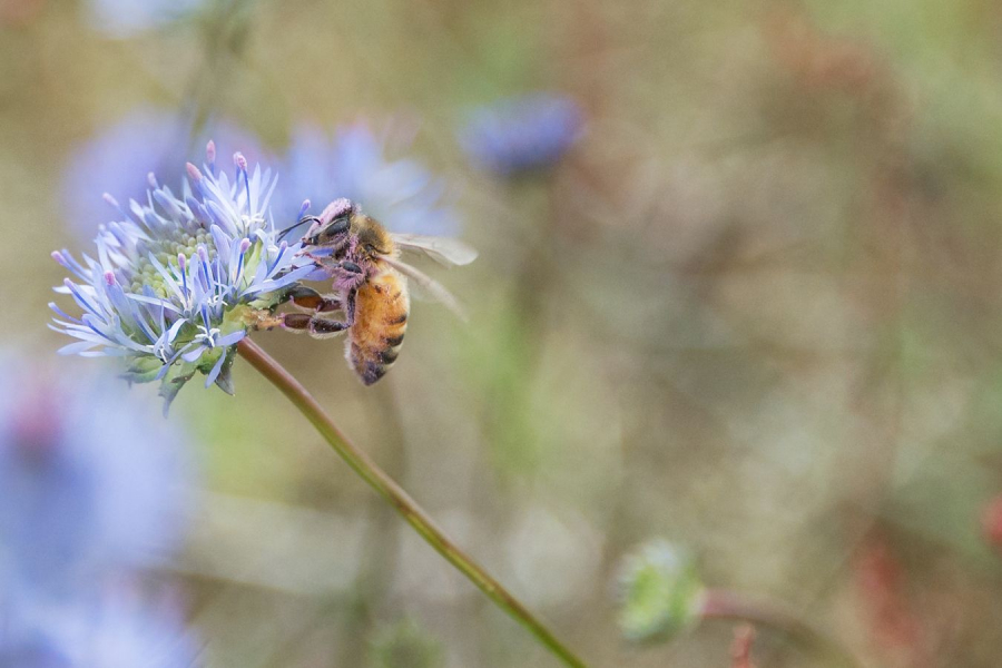 Délice rosé - Beaufils M