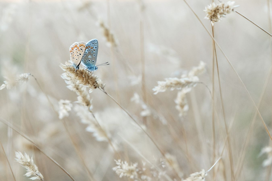 En couple - Beaufils M
