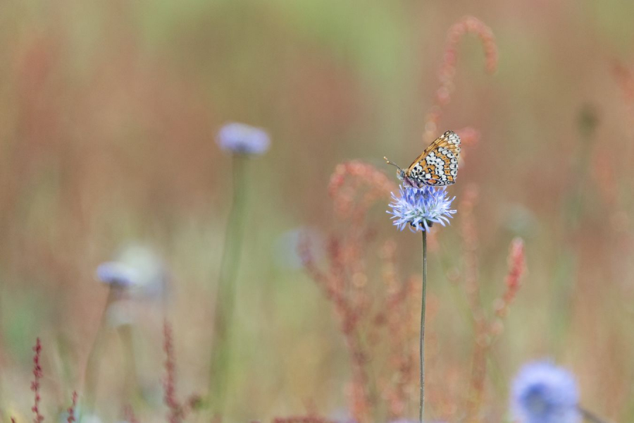 Enrubannée - Beaufils M