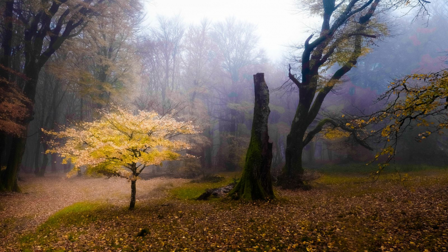 Renaissance - Gauthier A