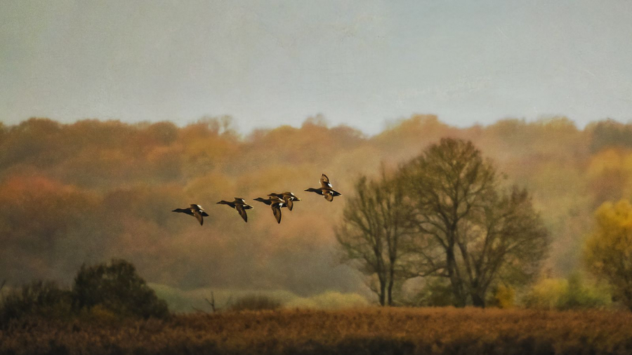 En file indienne  - Beaufils M