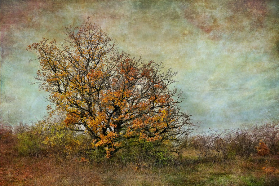 Le petit chêne - Beaufils M