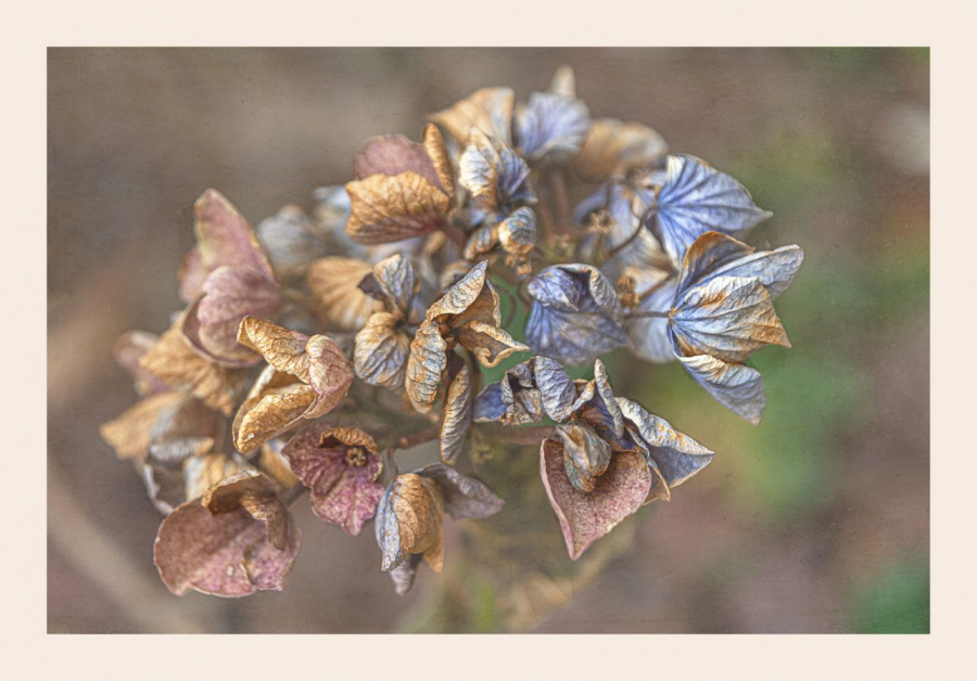L'Hortensia - Brugnot AC