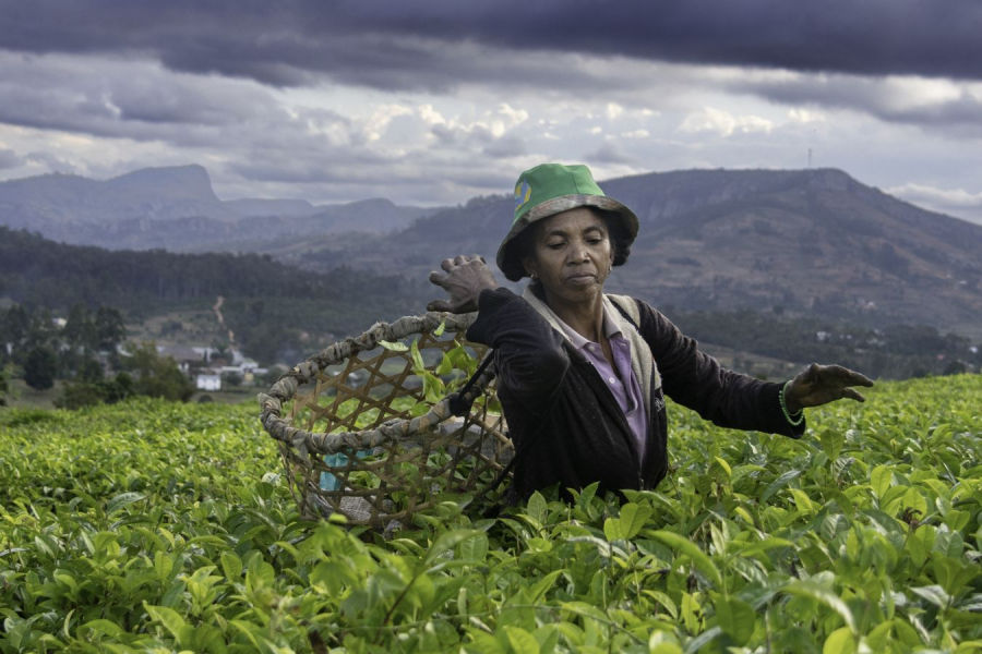 Cueillette GUINOT Gilbert