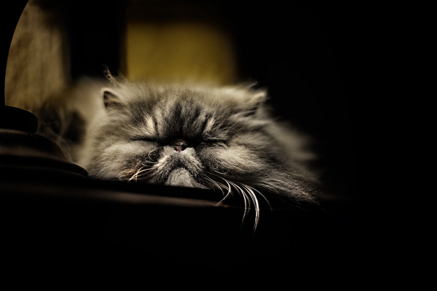 Do not disturb MILLIET Laurent