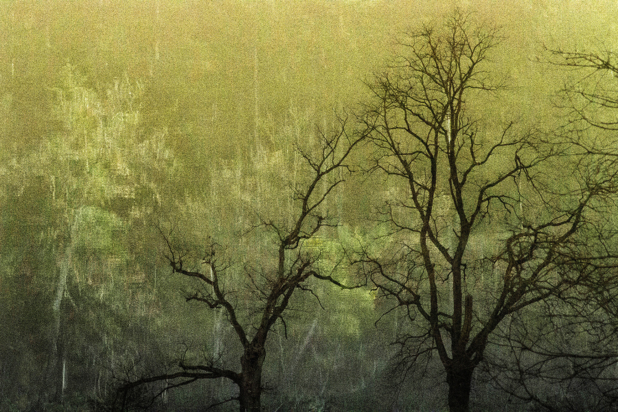 Arbor 2 BOURDEAU Roger_04