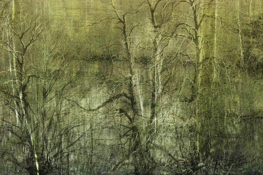 Arbor 2 BOURDEAU Roger_06