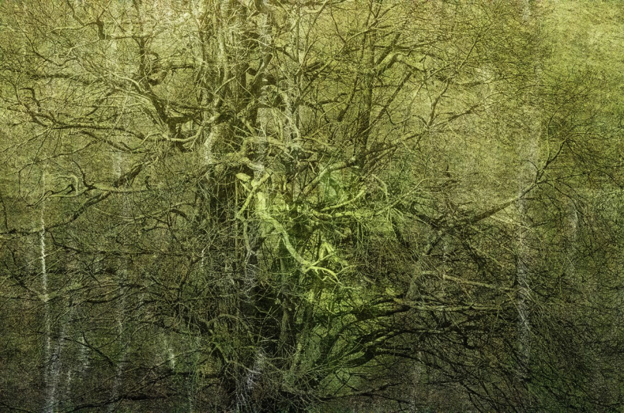 Arbor 2 BOURDEAU Roger_07