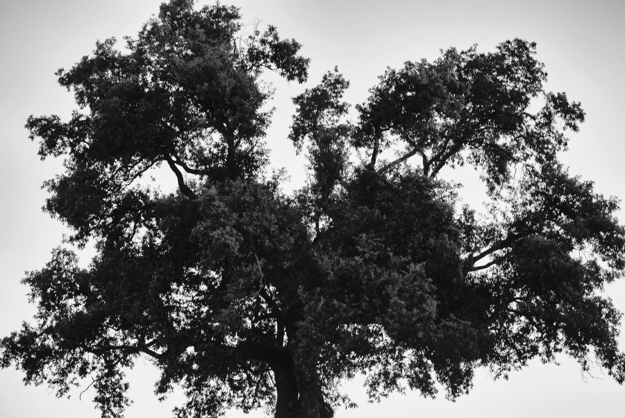 l'arbre au delà de l'image BOURDEAU Roger_01