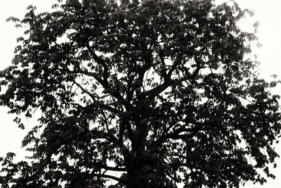 l'arbre au delà de l'image BOURDEAU Roger_02