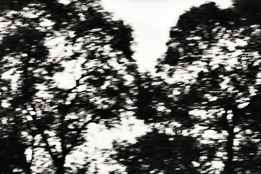 l'arbre au delà de l'image BOURDEAU Roger_03