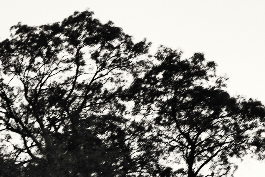 l'arbre au delà de l'image BOURDEAU Roger_04